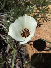 Calochortus bruneaunis