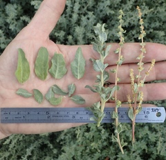 Atriplex amnicola