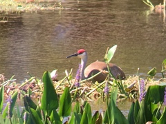 Grus canadensis image