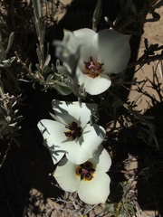Calochortus bruneaunis