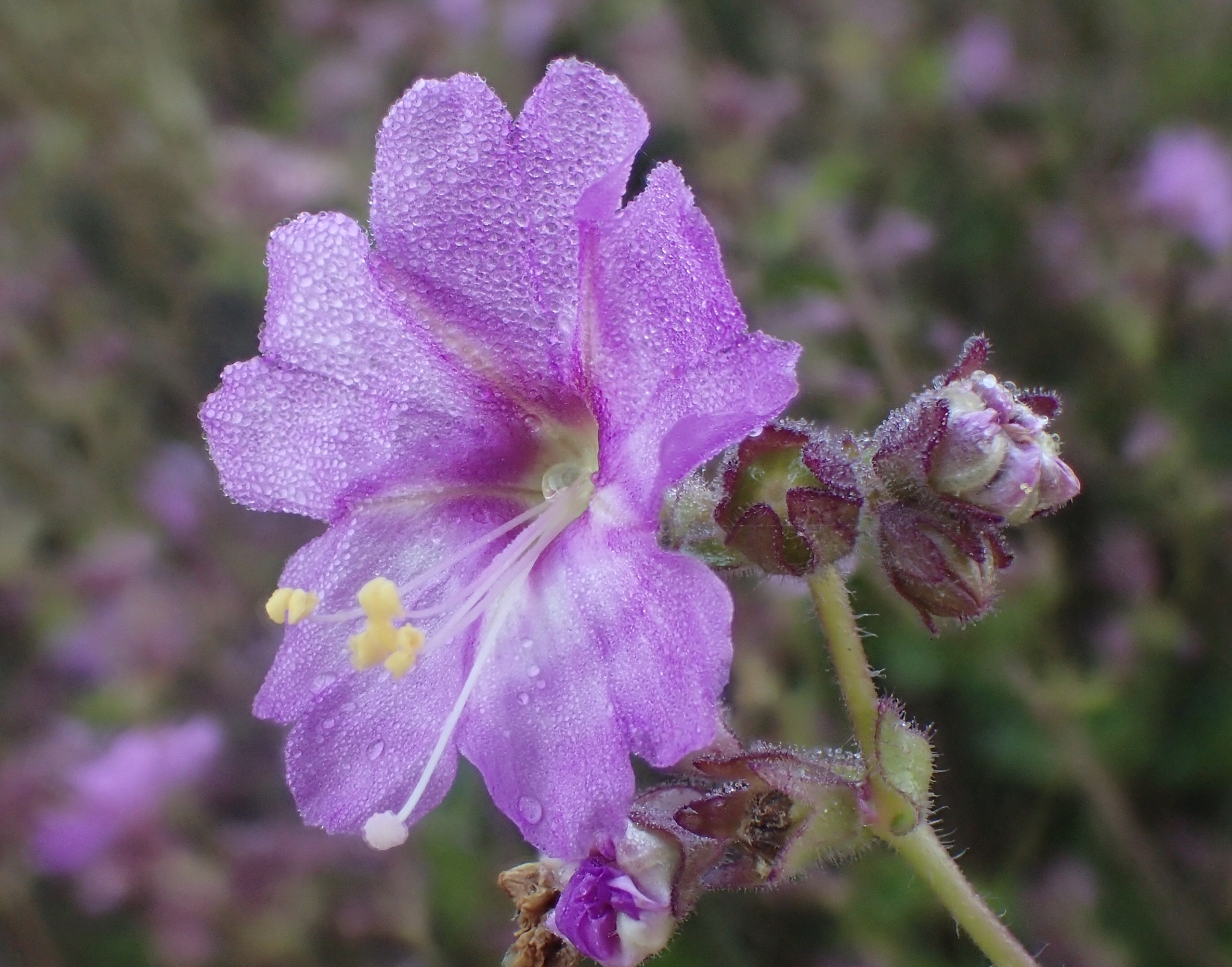 Mirabilis laevis var. laevis