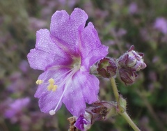 Mirabilis laevis laevis