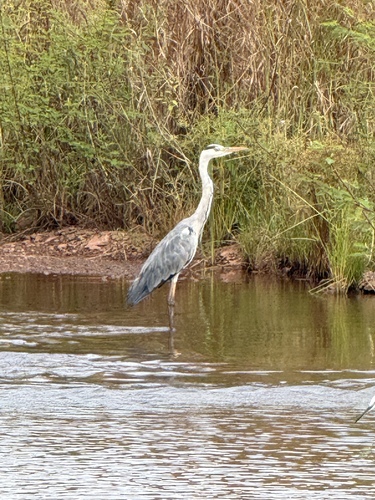 Grey Heron