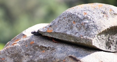 Pseudocordylus melanotus