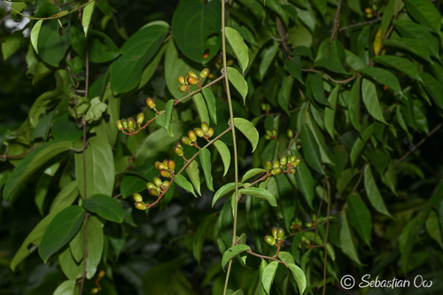 Erycibe tomentosa observed 2026-04-20