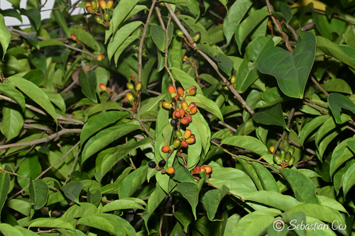 Erycibe tomentosa observed 2026-04-20