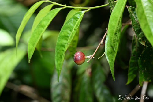 Aporosa frutescens observed 2026-04-20