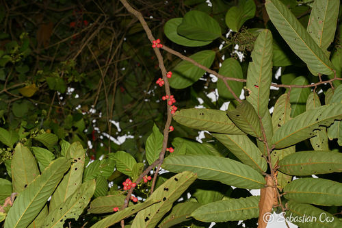 Aporosa benthamiana observed 2026-04-20