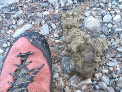 Canis lupus italicus