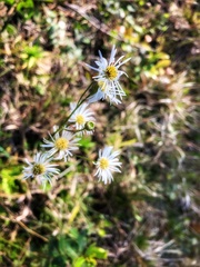 Erigeron vernus
