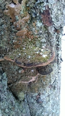 Phellinopsis conchata