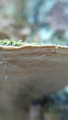 Phellinopsis conchata
