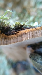 Phellinopsis conchata