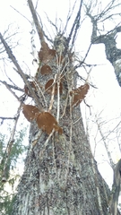 Phellinopsis conchata