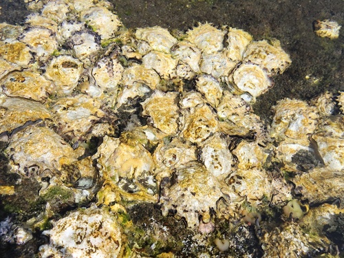 Saccostrea kegaki observed 2026-04-20