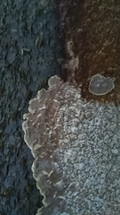 Fungi