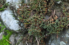 Syntrichia princeps