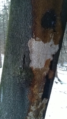 Fungi