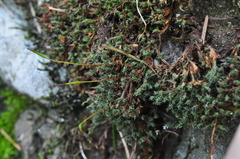 Syntrichia princeps