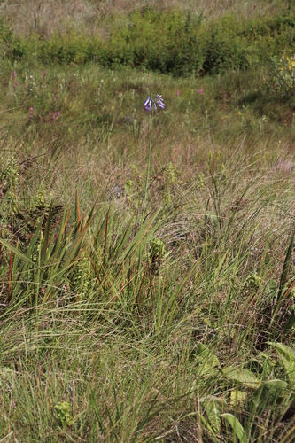 Image of Agapanthus inapertus by (c) Tony Rebelo, some rights reserved (CC BY-SA)
