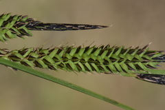 Carex sinclairii