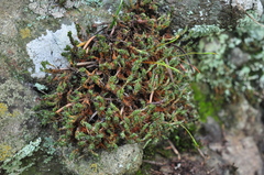 Syntrichia princeps