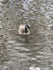 Branta canadensis