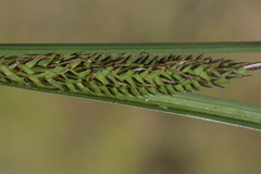 Carex sinclairii