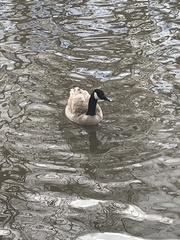 Branta canadensis