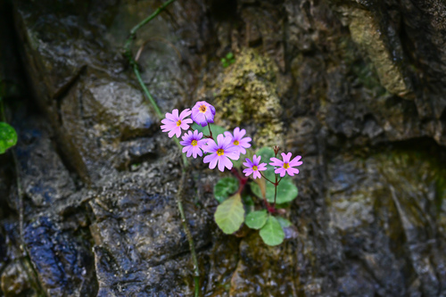 Primula kweichouensis