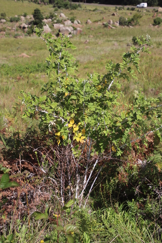 Rubus niveus image