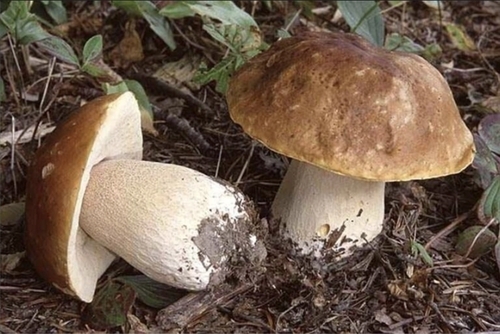 King Bolete