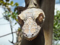 Uroplatus