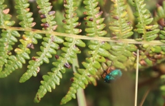 Pteridium aquilinum subsp. capense image