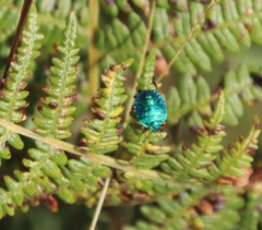 Pteridium aquilinum image