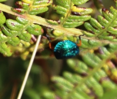 Pteridium aquilinum subsp. capense image