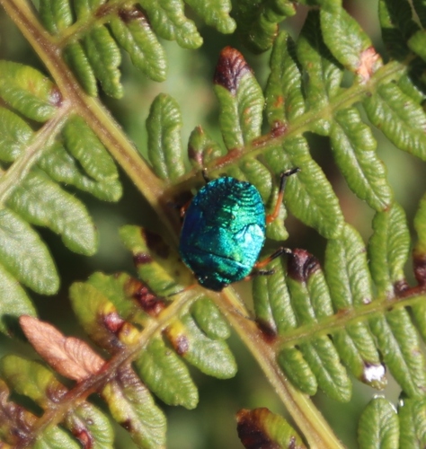 Pteridium aquilinum subsp. capense image