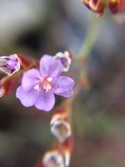 Limonium companyonis