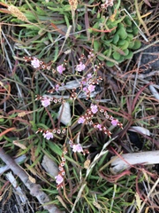 Limonium companyonis