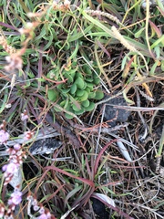 Limonium companyonis