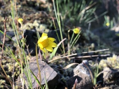 Crocidium multicaule