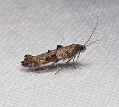 Epermenia albapunctella