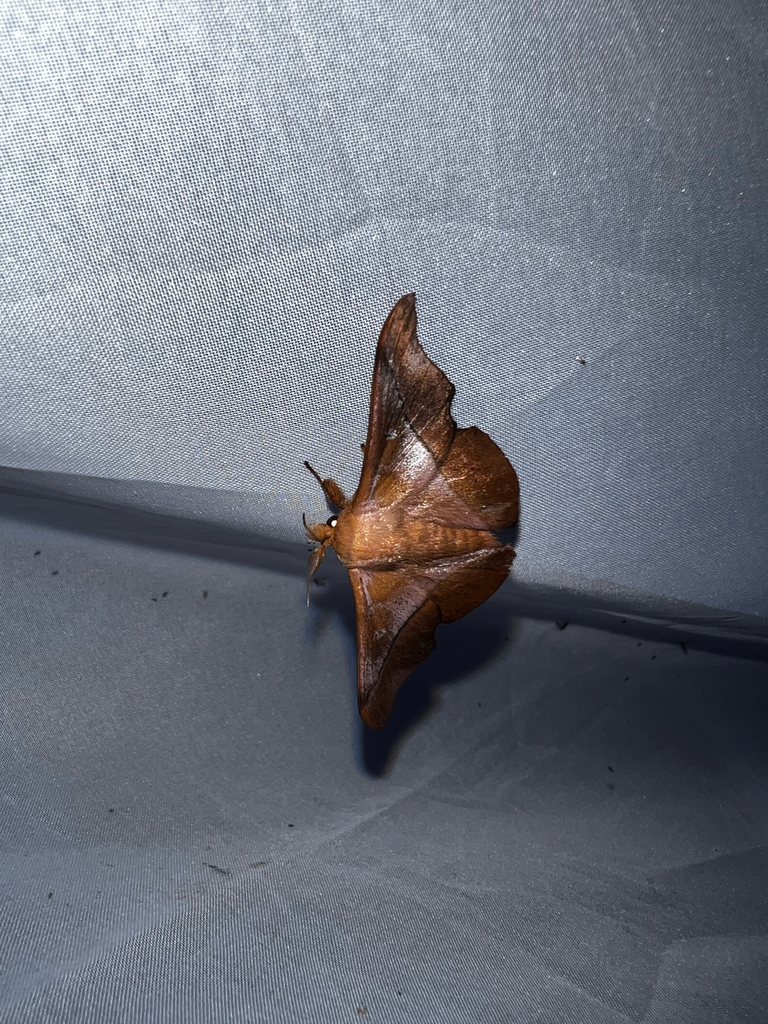 Reinmara enthona