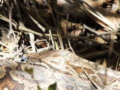 Acrantophis dumerili