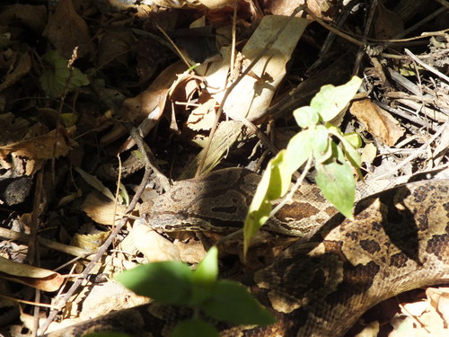 Photo of a Dumeril's Boa (Acrantophis dumerili)
