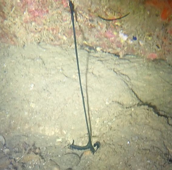 Bonellia viridis Rolando, 1822