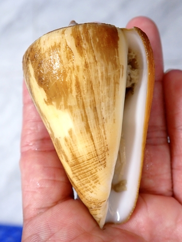 Conus quercinus observed 2026-03-15