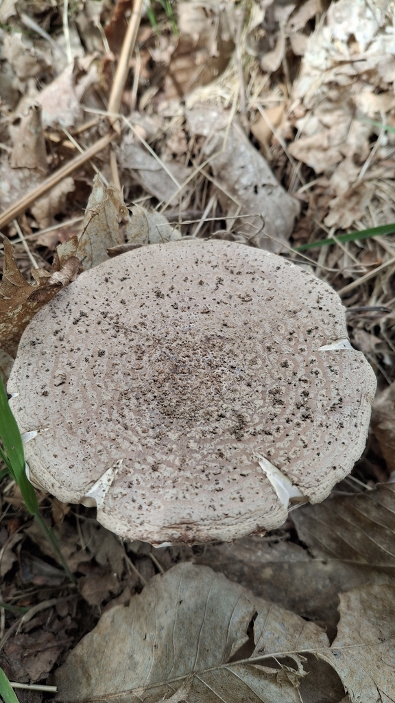 Amanita rubescens · April 2026 · photo: © cminda (iNaturalist, cc-by)