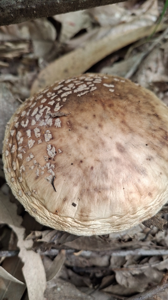 Amanita rubescens · April 2026 · photo: © cminda (iNaturalist, cc-by)