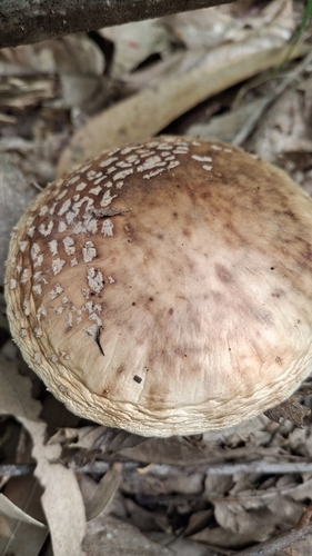 Perlpilz